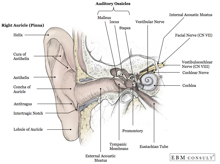 Anatomy Ear Outer Middle Inner